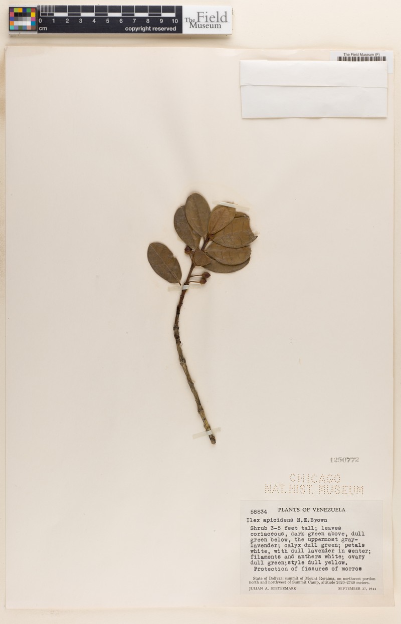 Ilex apicidens photo 2