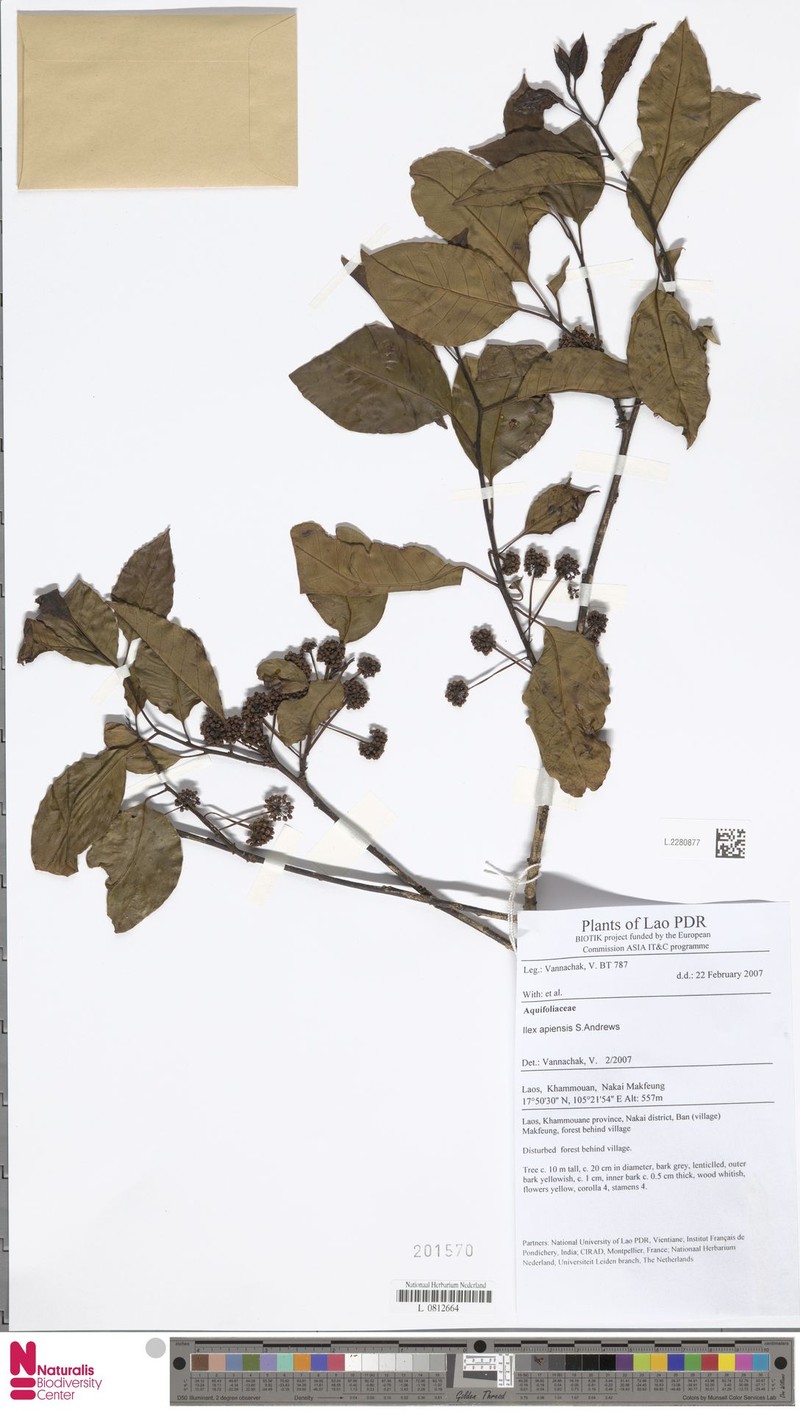 Ilex apiensis