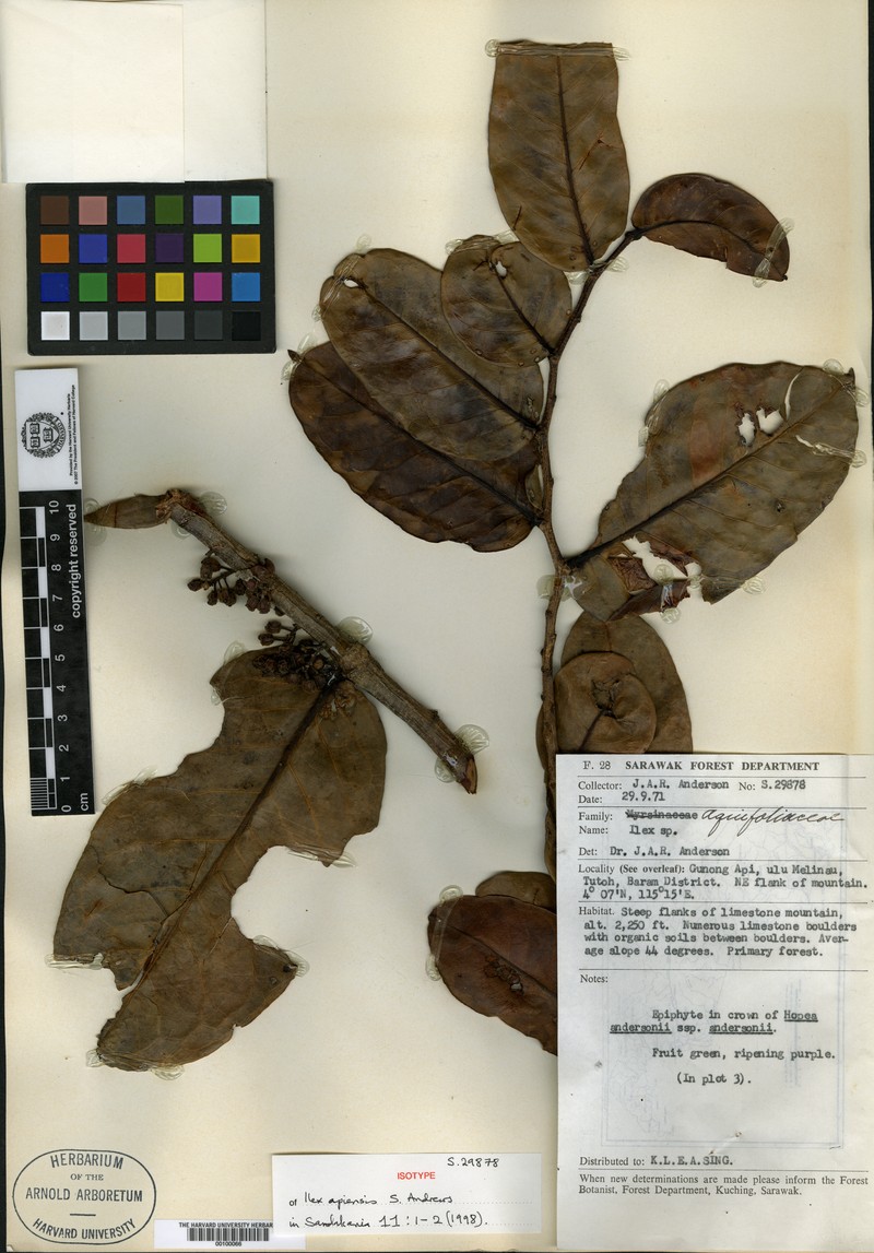 Ilex apiensis photo 2