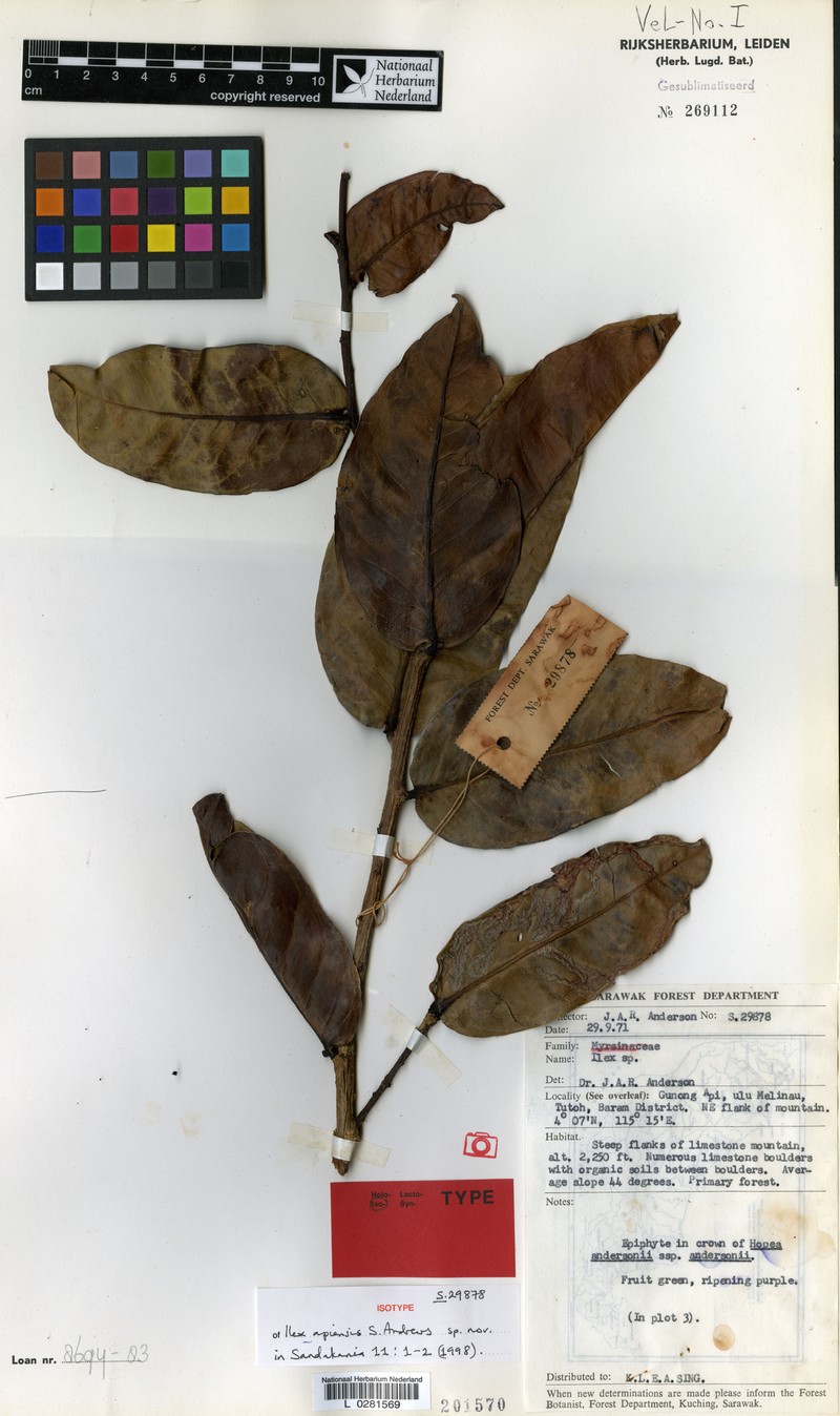 Ilex apiensis photo 3