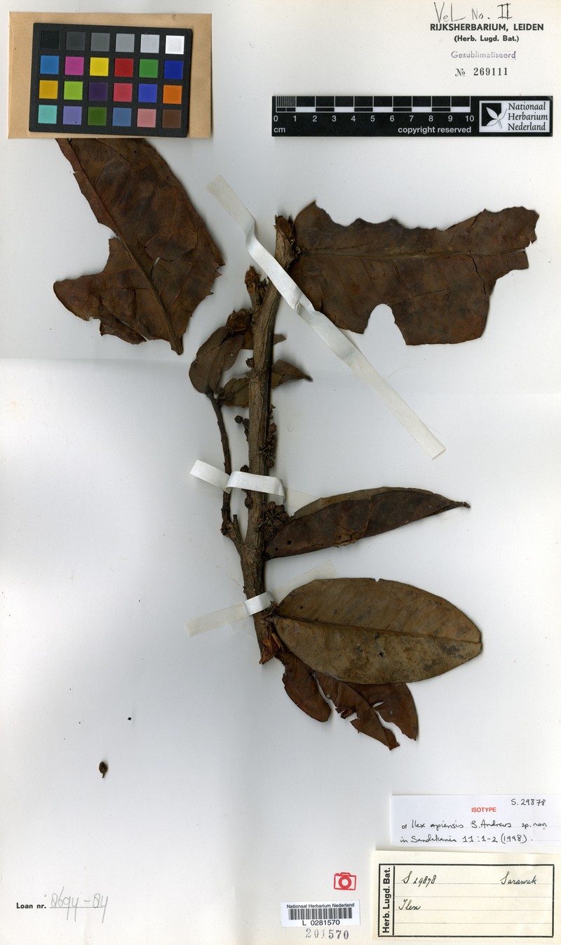 Ilex apiensis photo 4