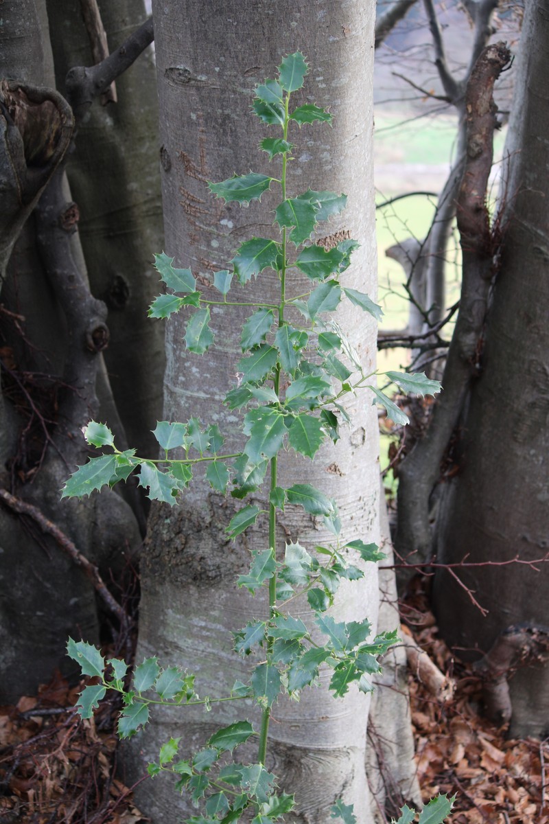 English Holly photo 4