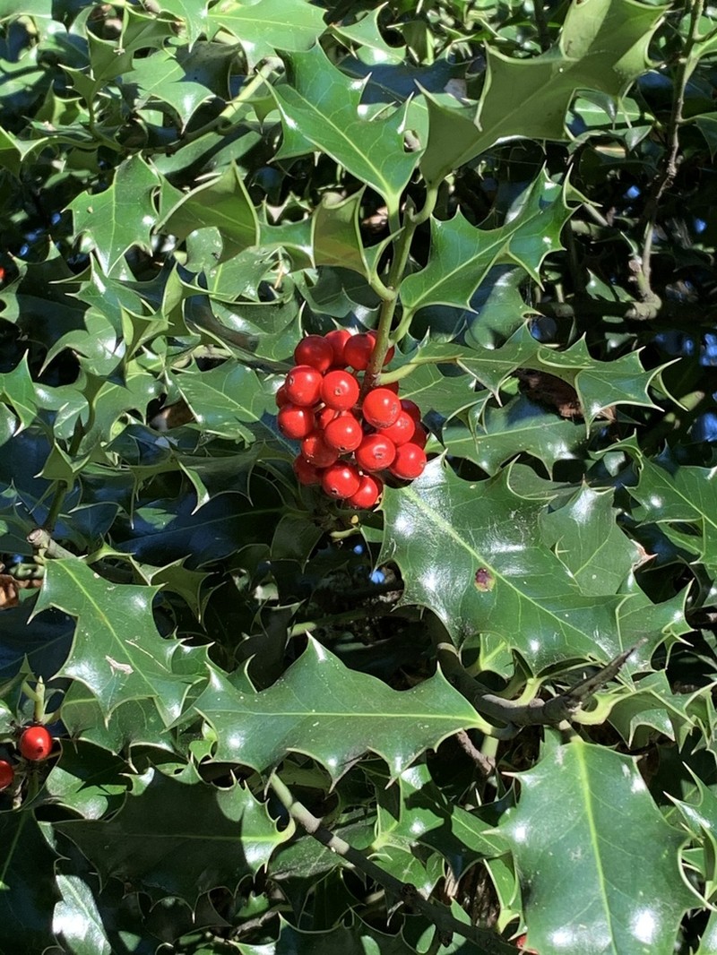English Holly photo 6