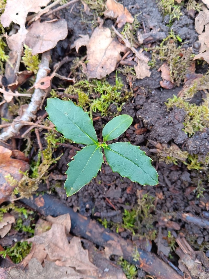 English Holly photo 7