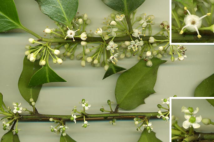 English Holly photo 6