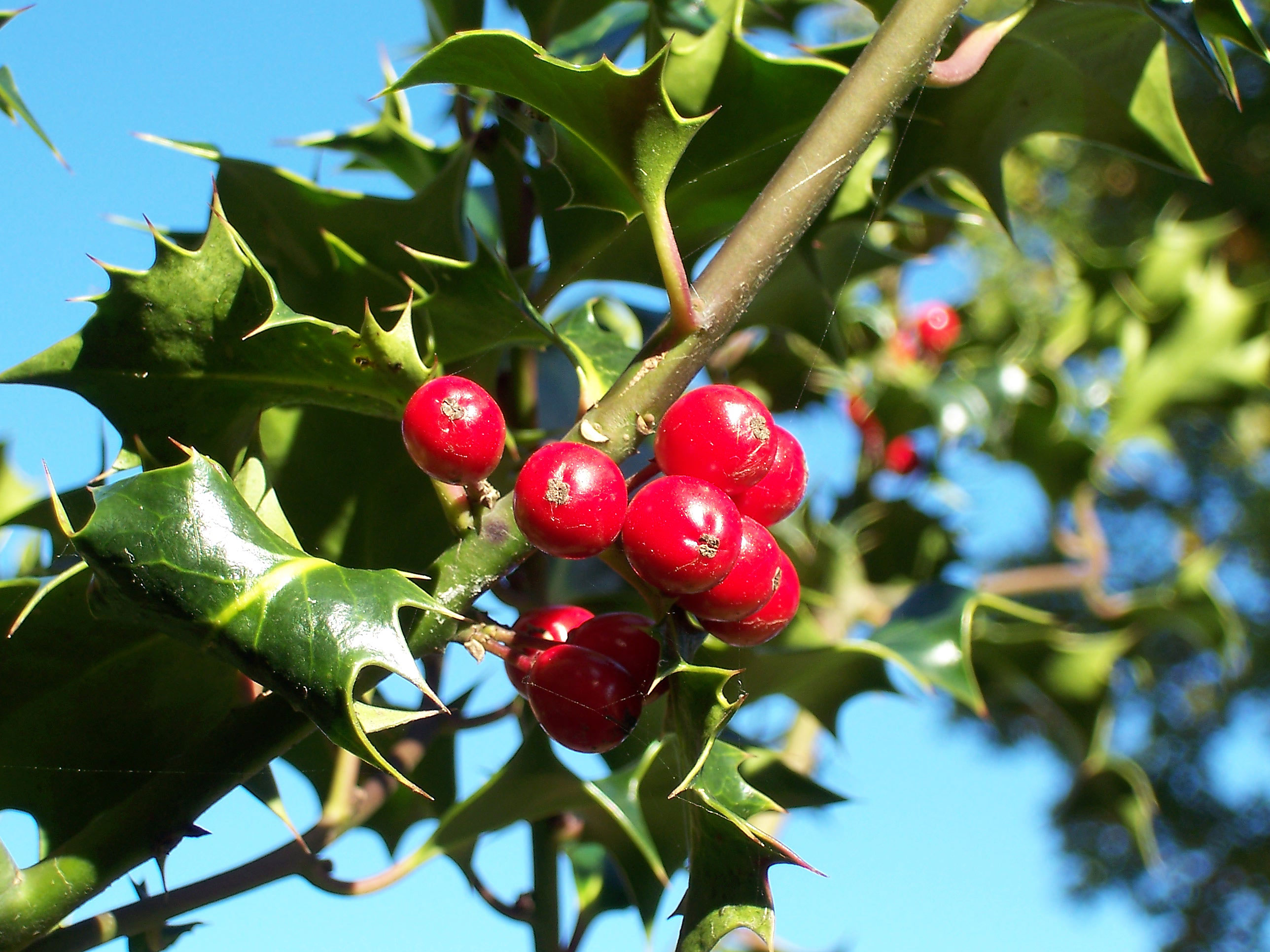 English Holly