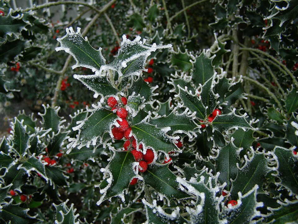 English Holly photo 7