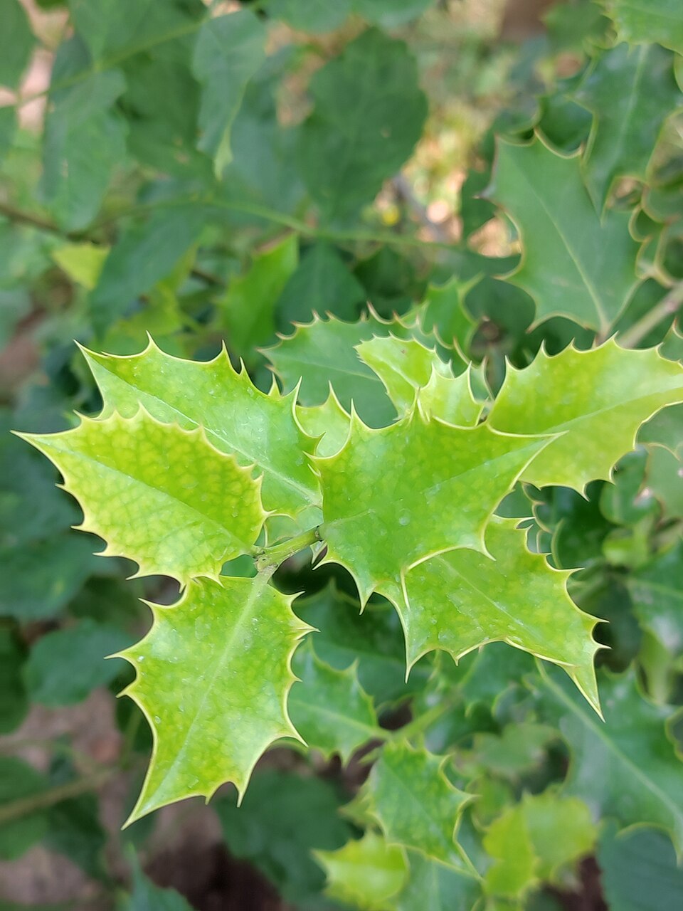 English Holly photo 8