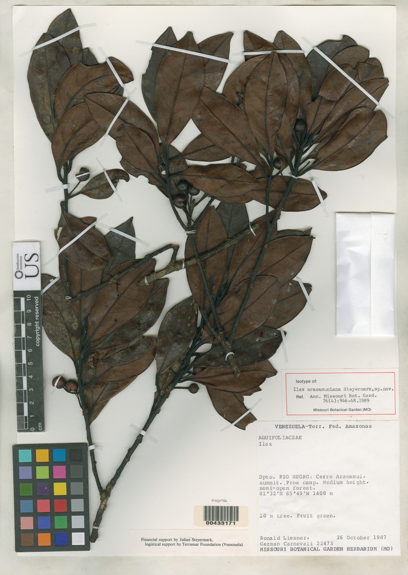 Ilex aracamuniana
