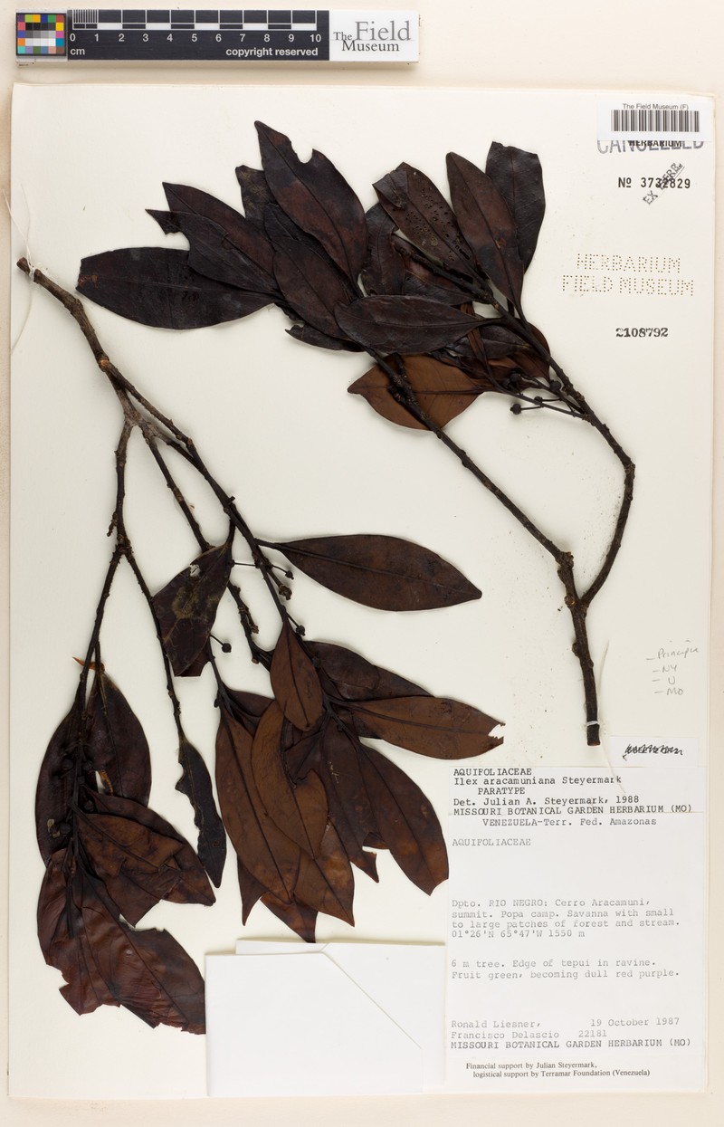 Ilex aracamuniana photo 2