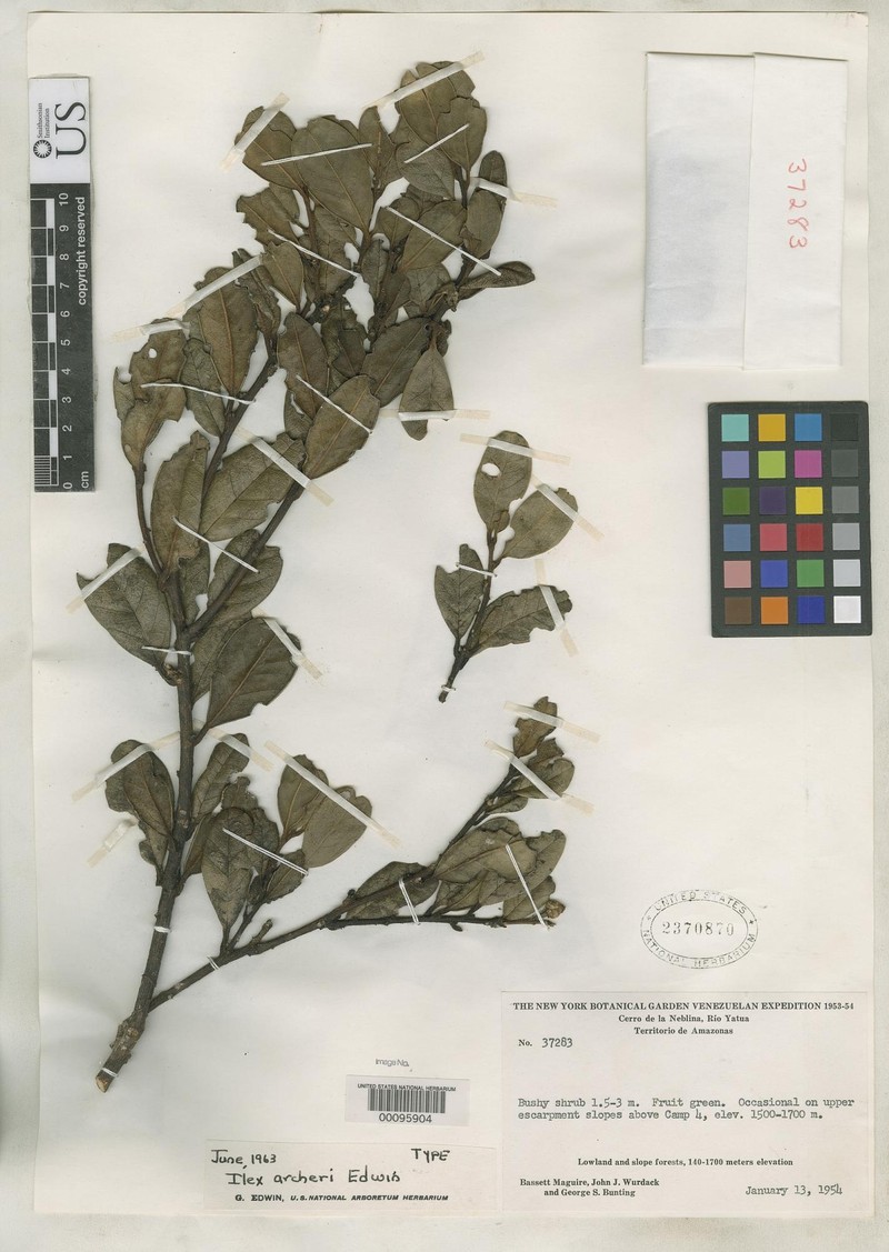 Ilex archeri