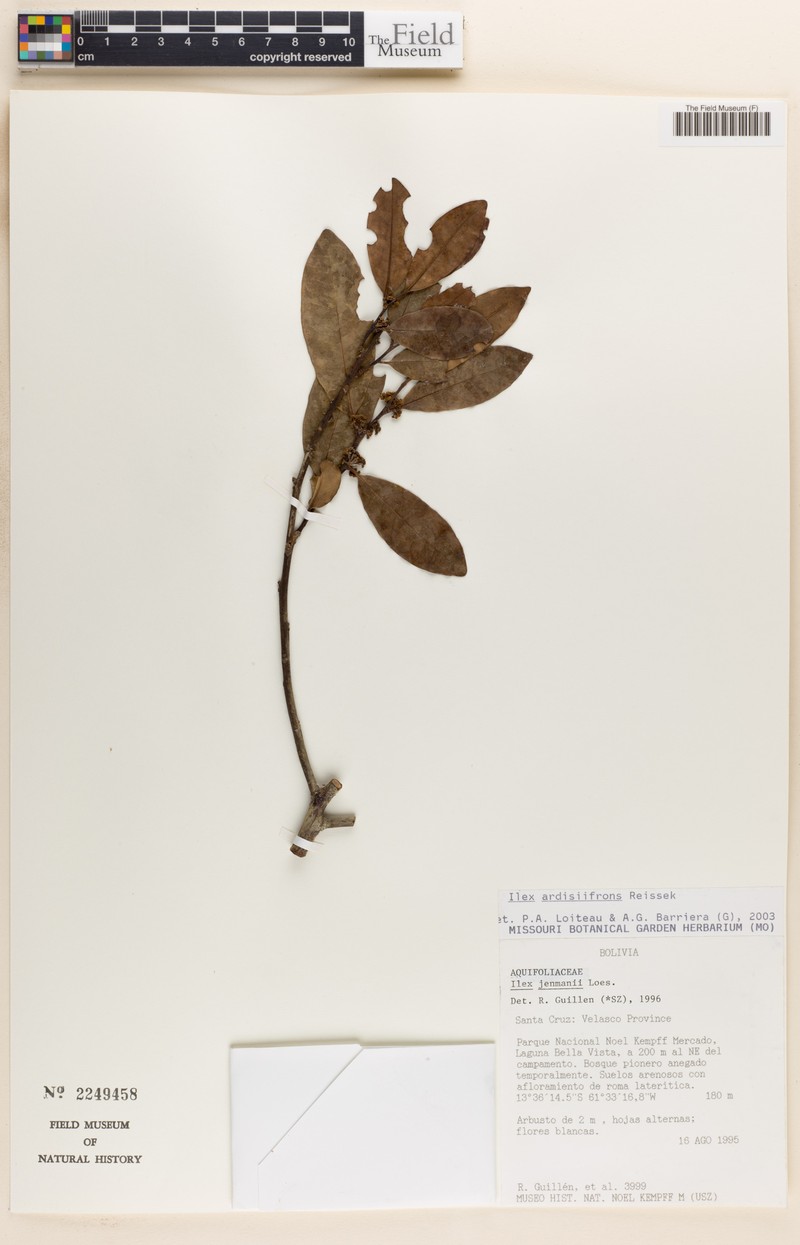 Ilex ardisiifrons