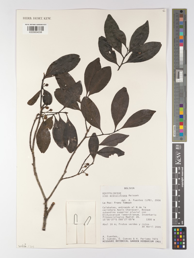 Ilex ardisiifrons photo 2