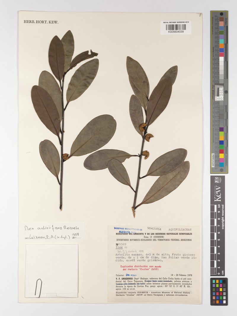 Ilex ardisiifrons photo 3