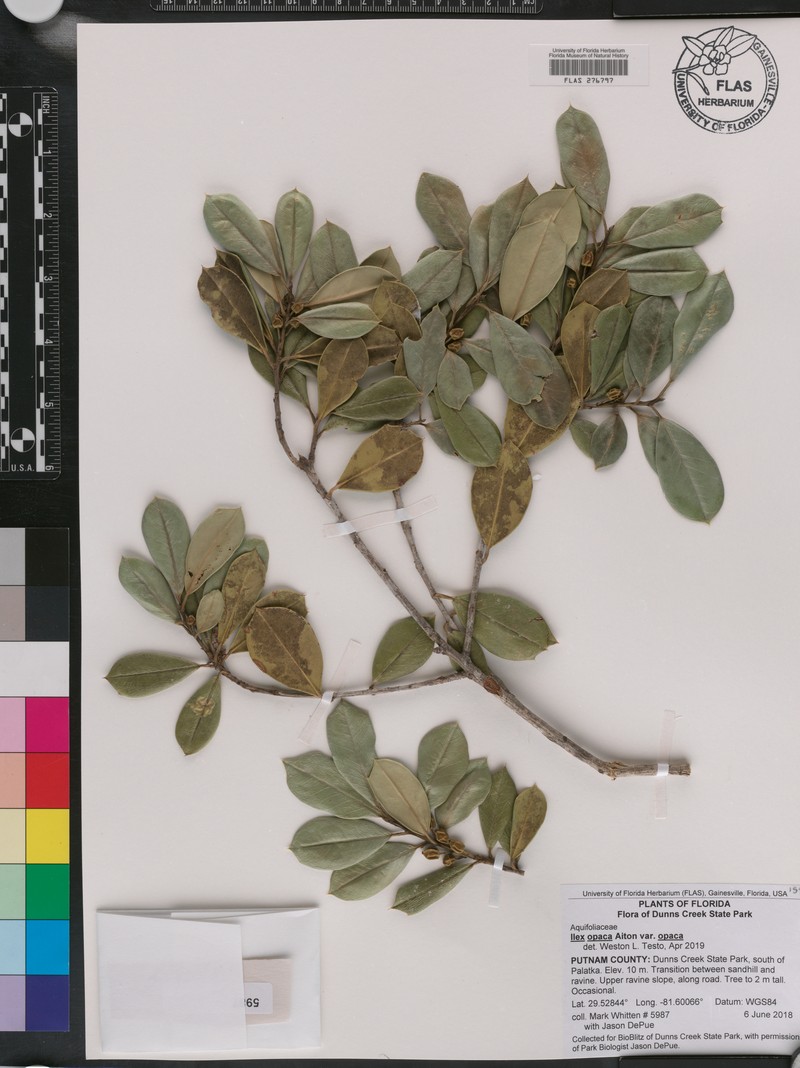 Ilex arenicola