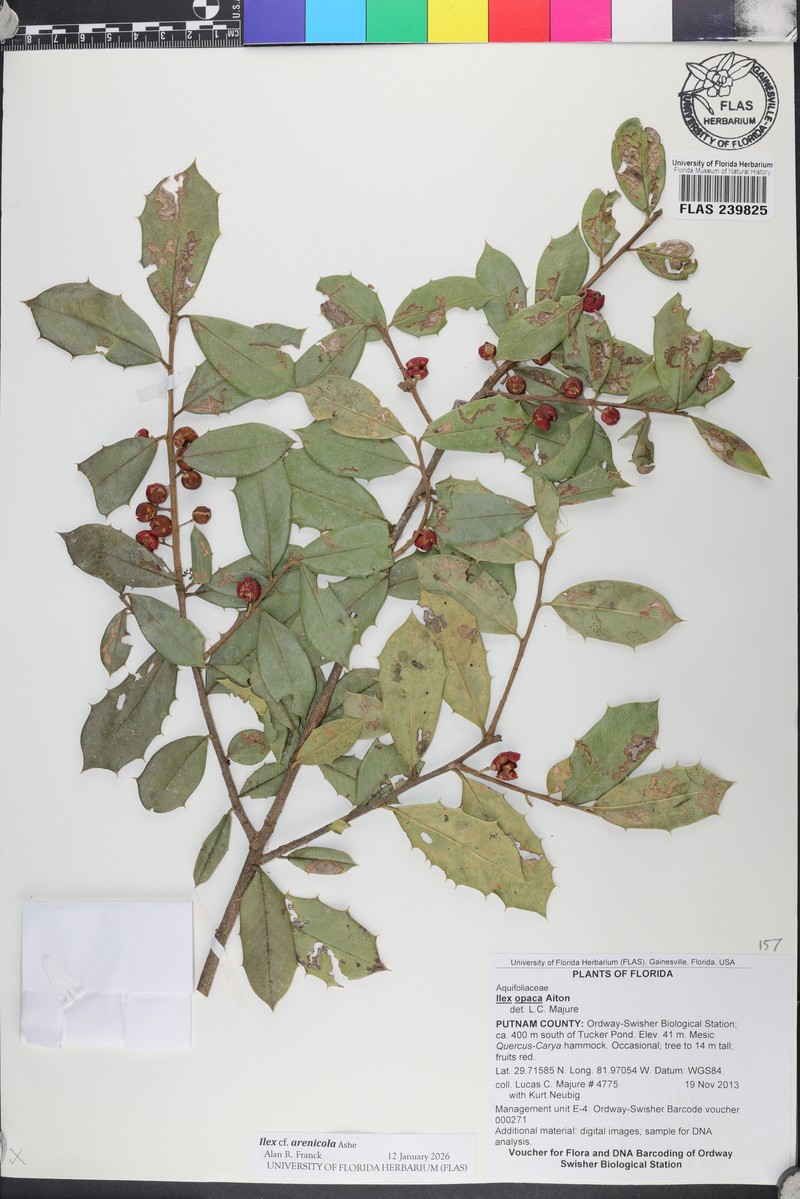 Ilex arenicola photo 2