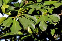 Ilex argentina