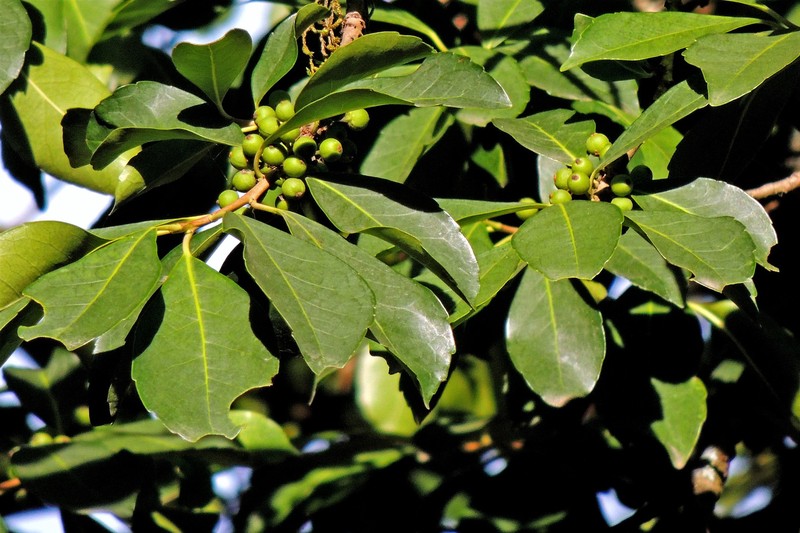 Ilex argentina