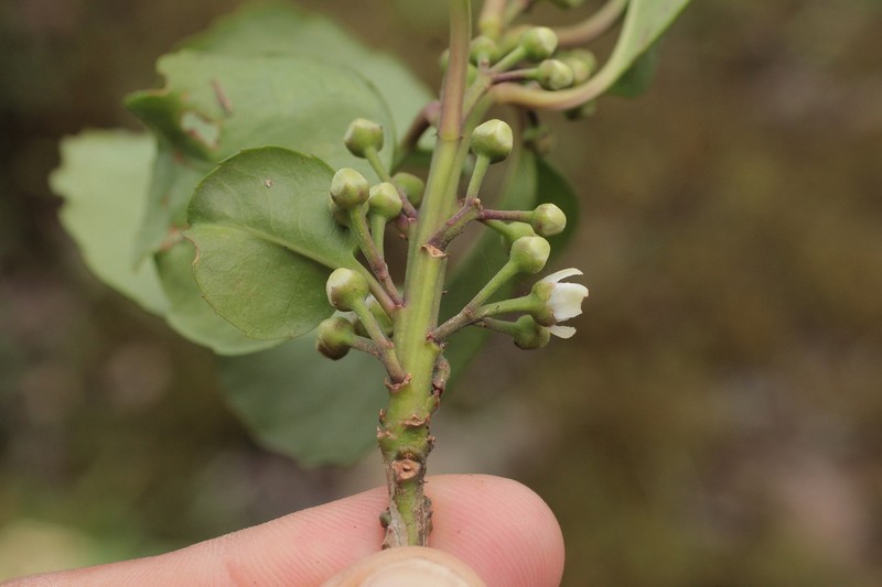 Ilex argentina photo 4