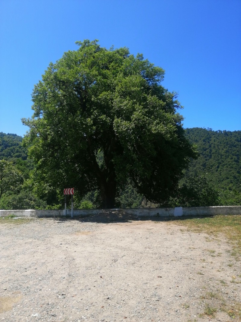 Ilex argentina photo 5