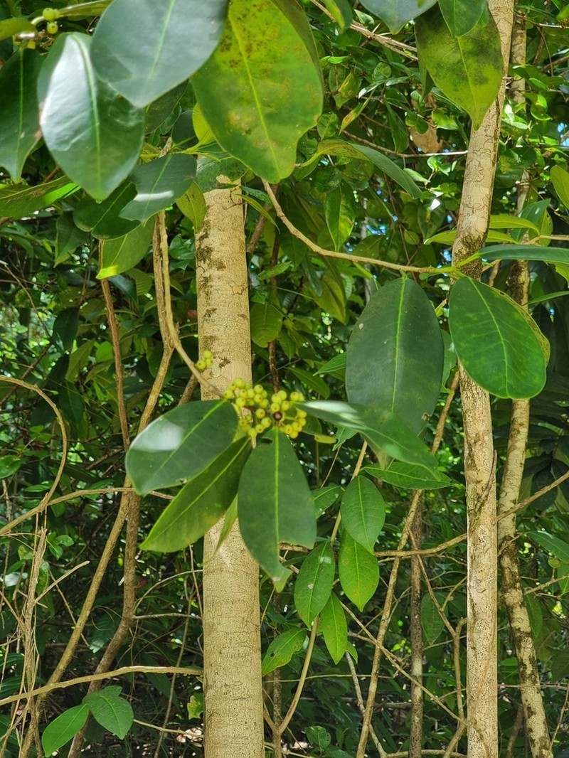 Ilex arimensis