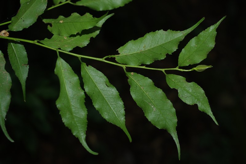 Ilex arisanensis