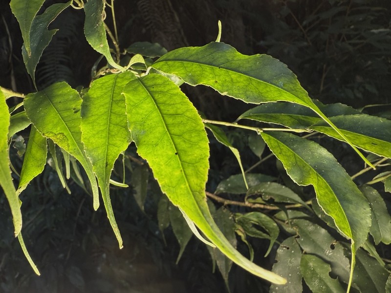 Ilex arisanensis photo 2
