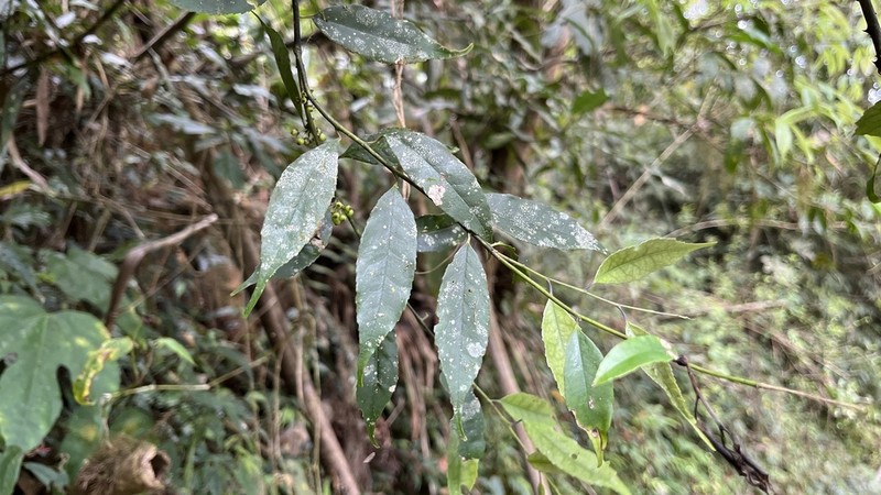 Ilex arisanensis photo 3