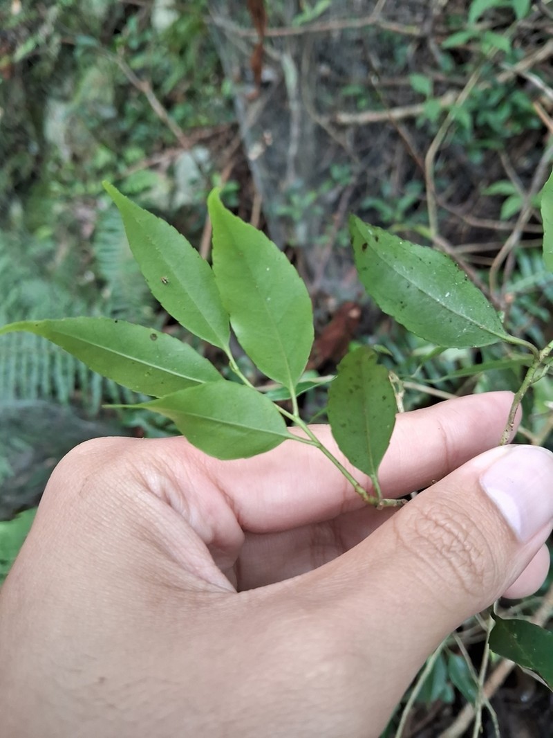 Ilex arisanensis photo 4