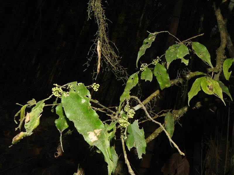 Ilex arisanensis photo 5