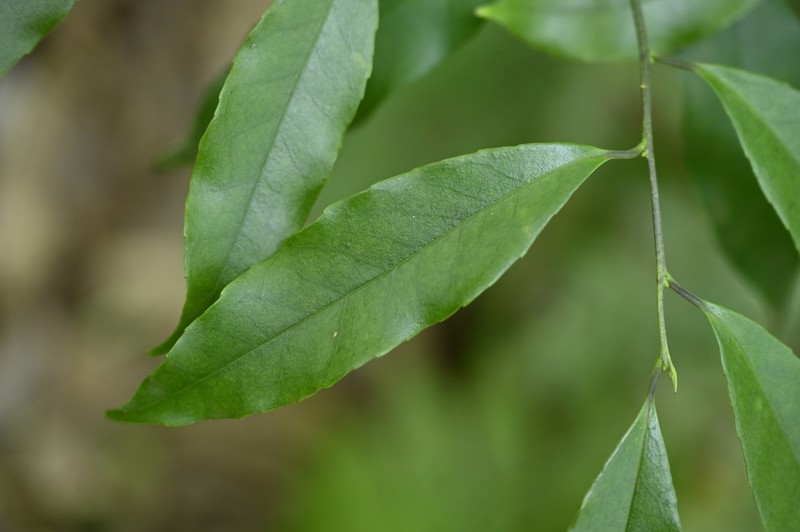Ilex arisanensis photo 6