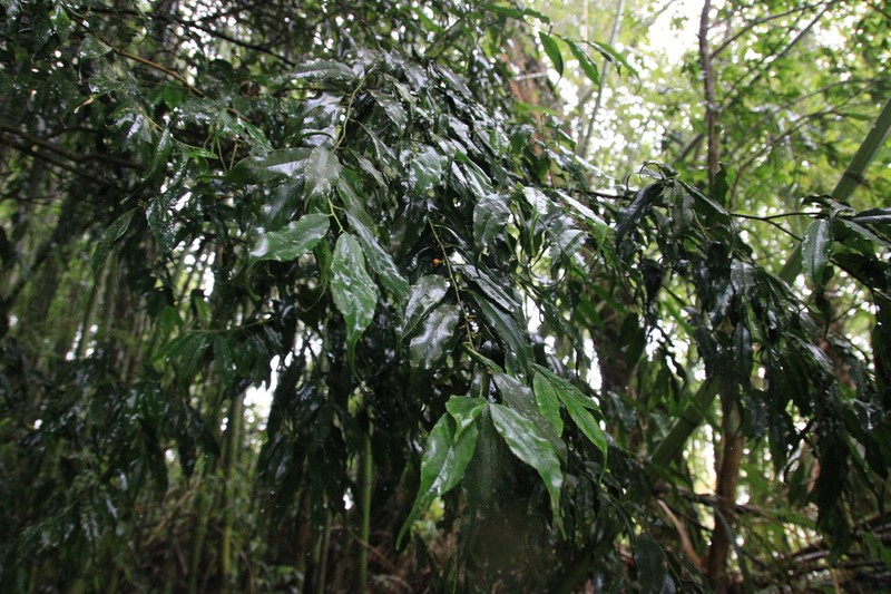 Ilex arisanensis photo 7