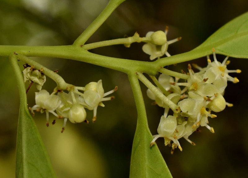 Ilex arnhemensis