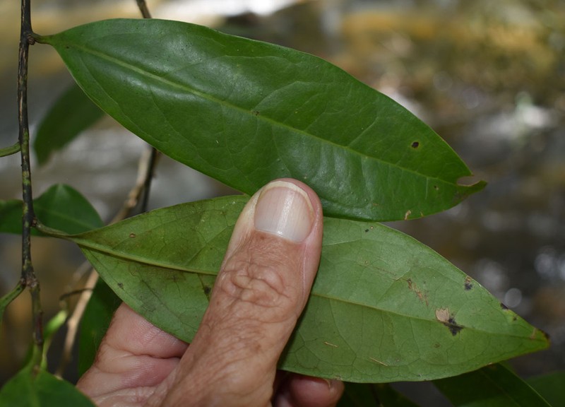 Ilex arnhemensis photo 2