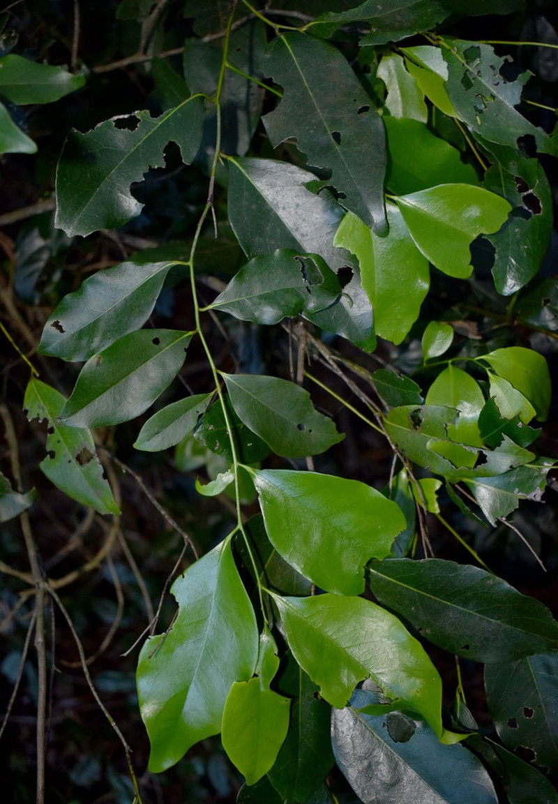 Ilex arnhemensis photo 3