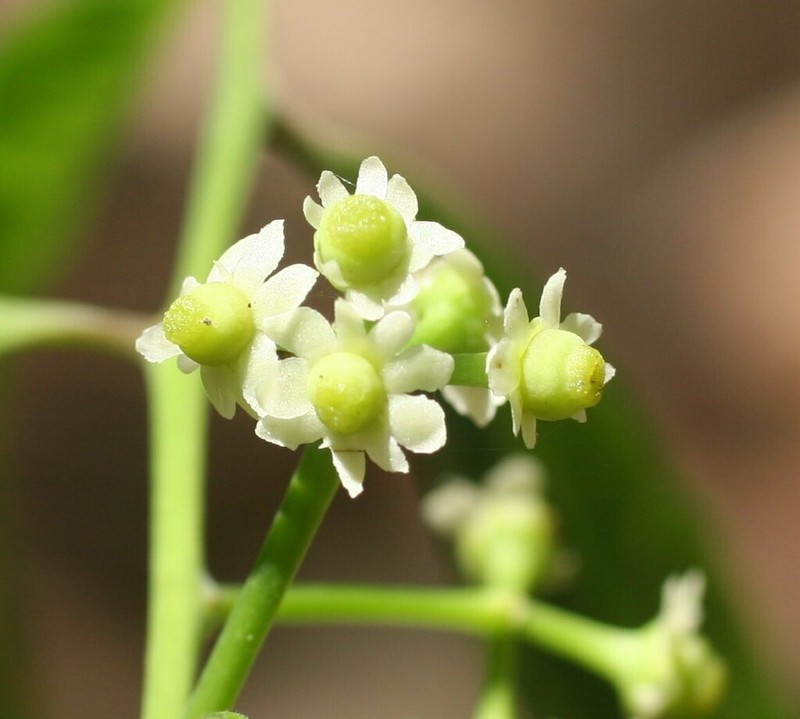 Ilex arnhemensis photo 4