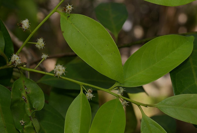 Ilex arnhemensis photo 5