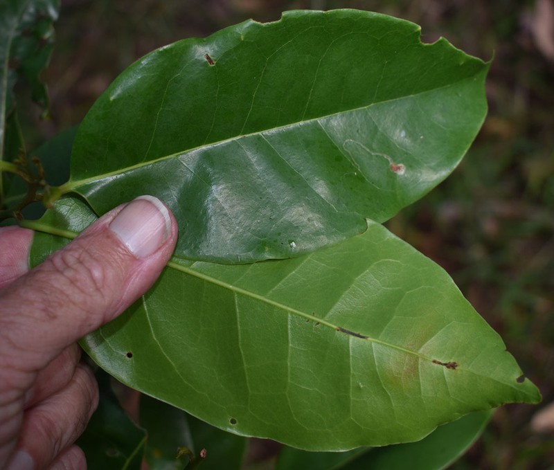 Ilex arnhemensis photo 6
