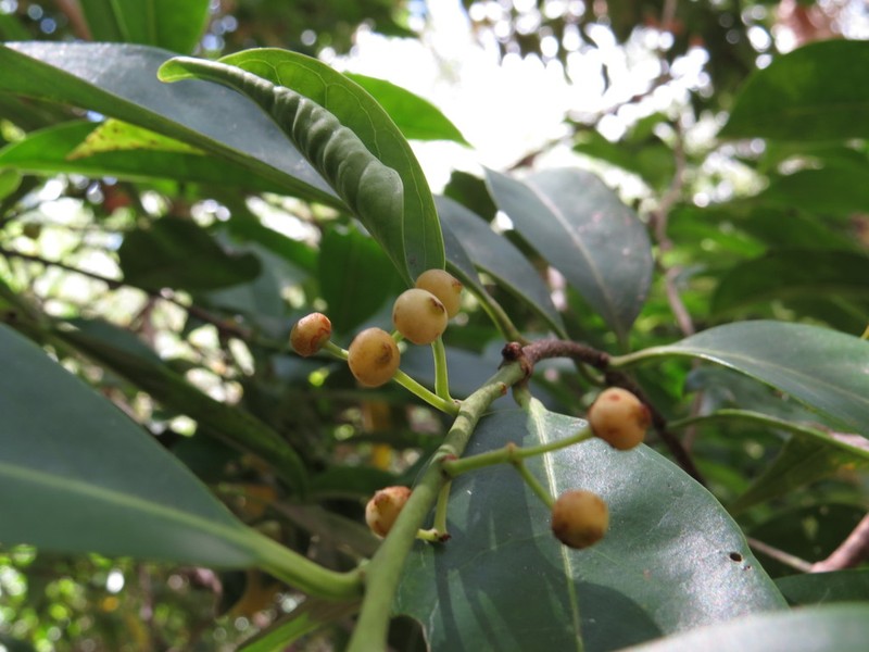 Ilex arnhemensis photo 7