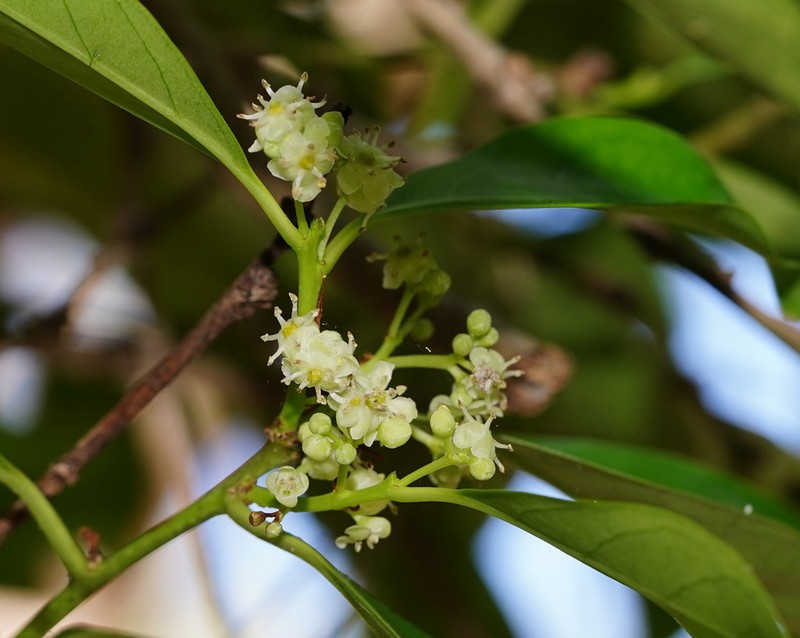 Ilex arnhemensis photo 8