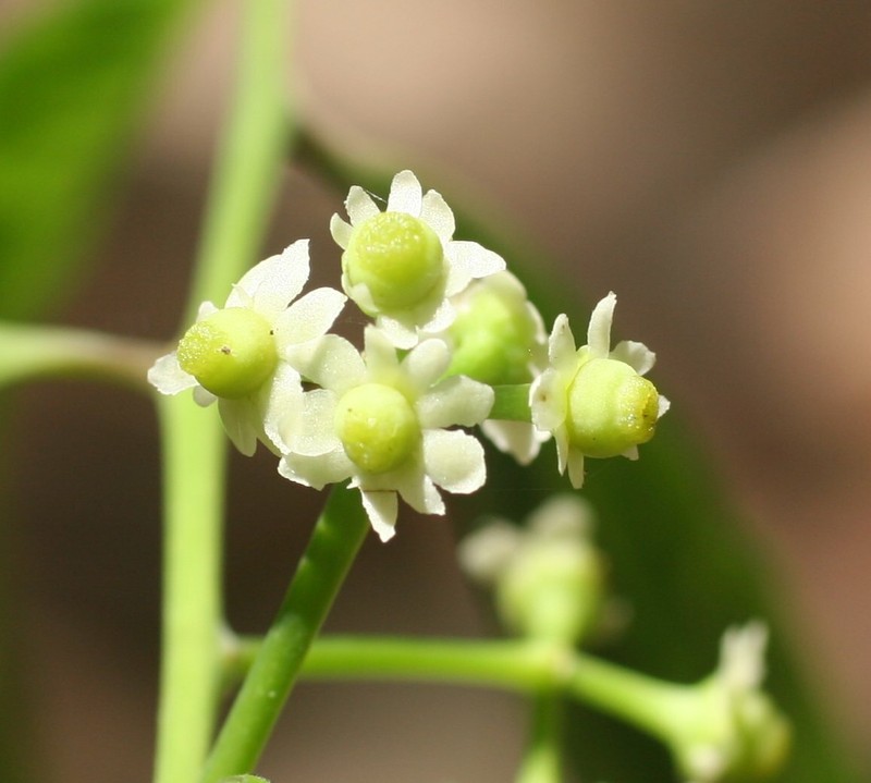 Ilex arnhemensis subsp. arnhemensis
