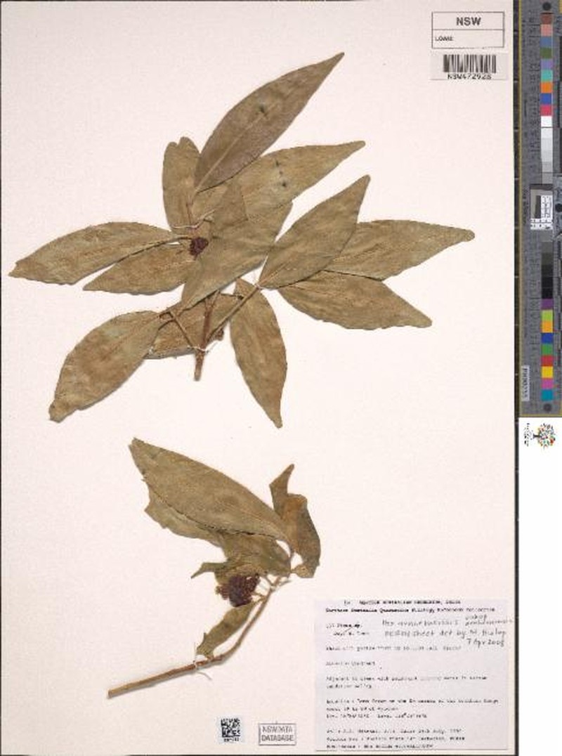 Ilex arnhemensis subsp. arnhemensis photo 2