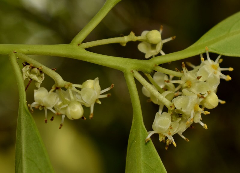 Ilex arnhemensis subsp. ferdinandi
