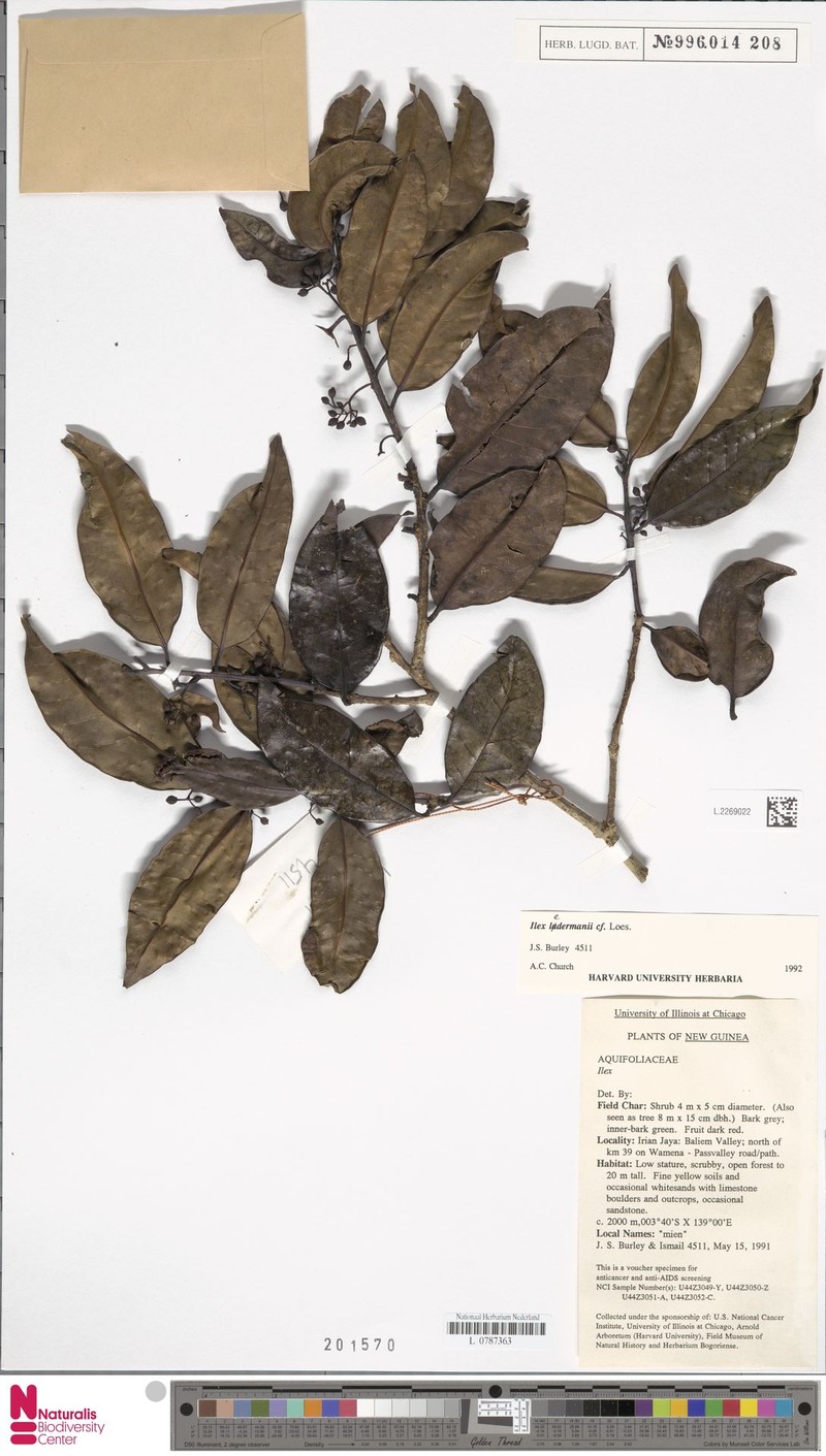 Ilex arnhemensis subsp. ferdinandi photo 5