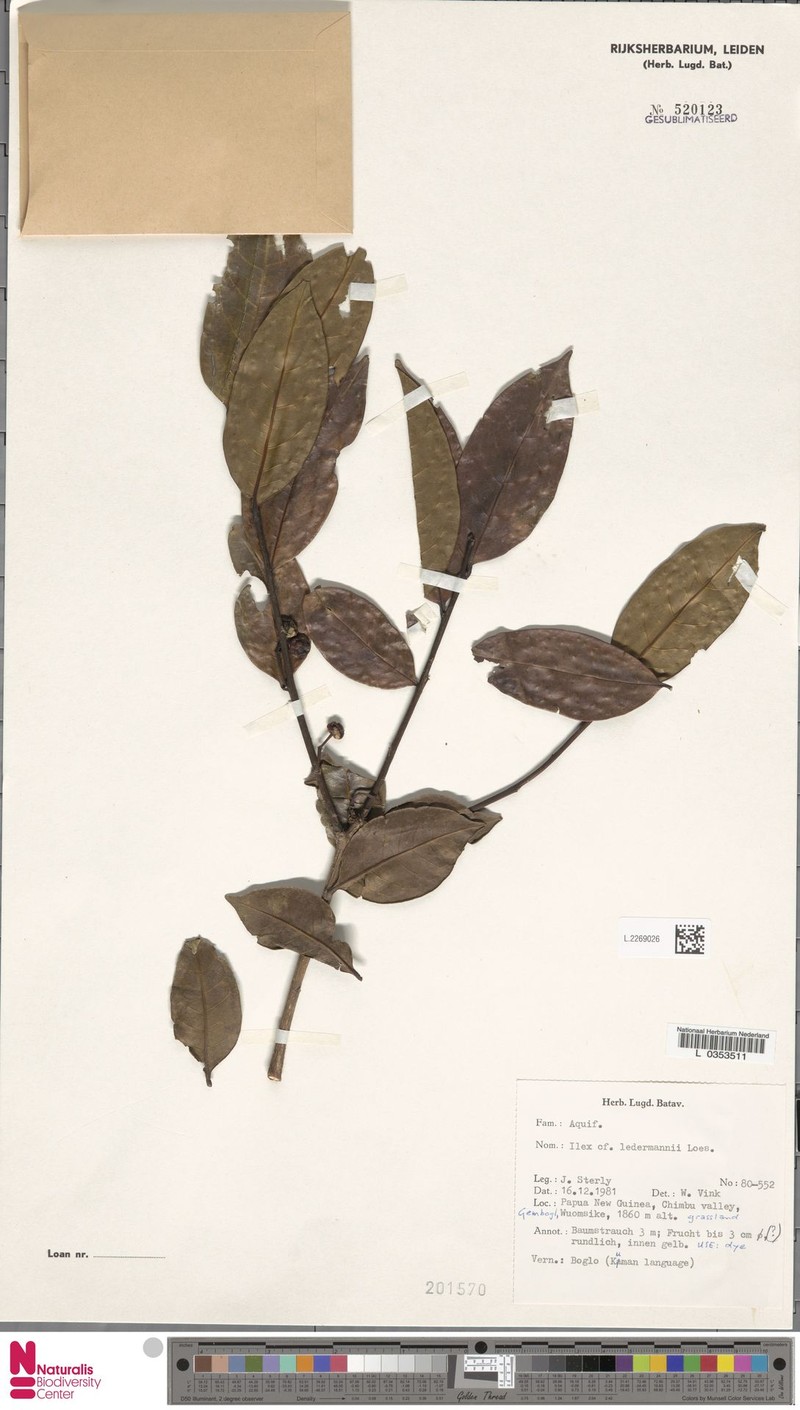 Ilex arnhemensis subsp. ferdinandi photo 6