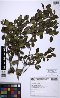 Ilex asperula