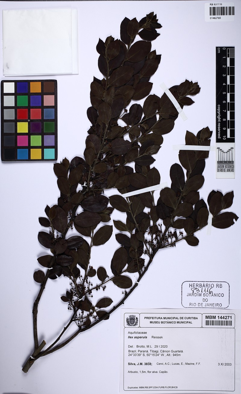 Ilex asperula photo 2