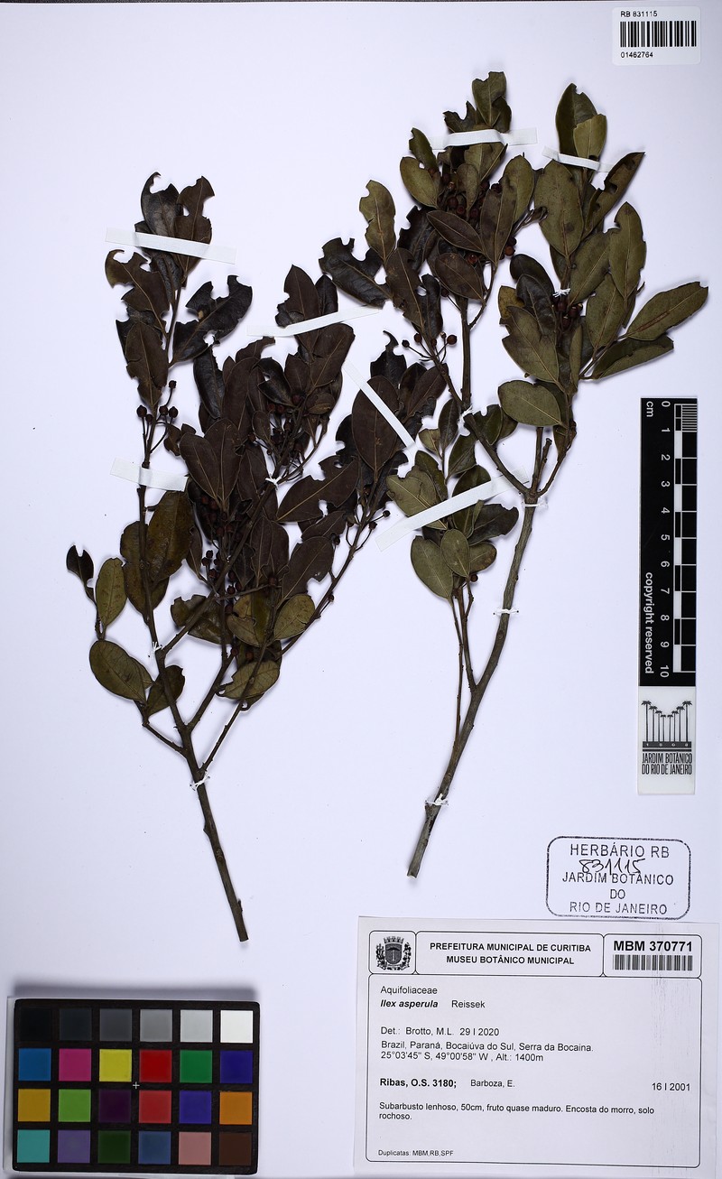 Ilex asperula photo 3