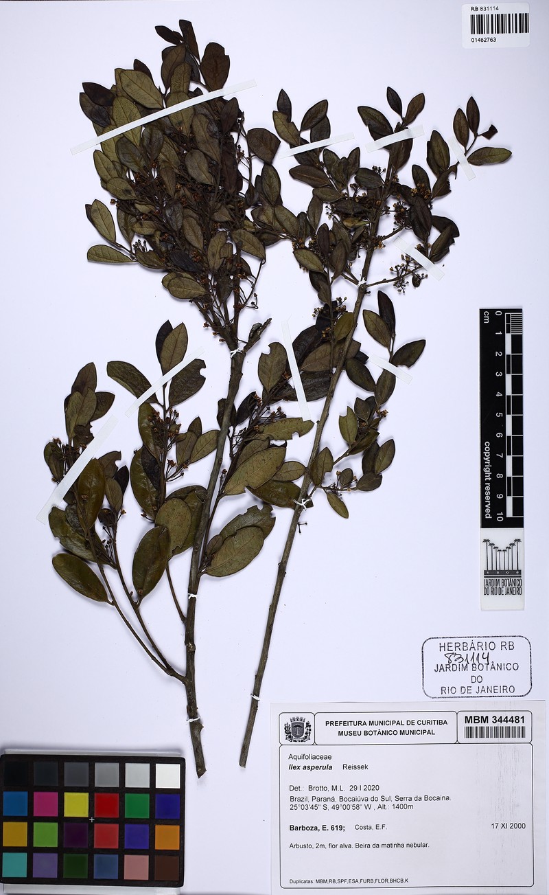 Ilex asperula photo 4