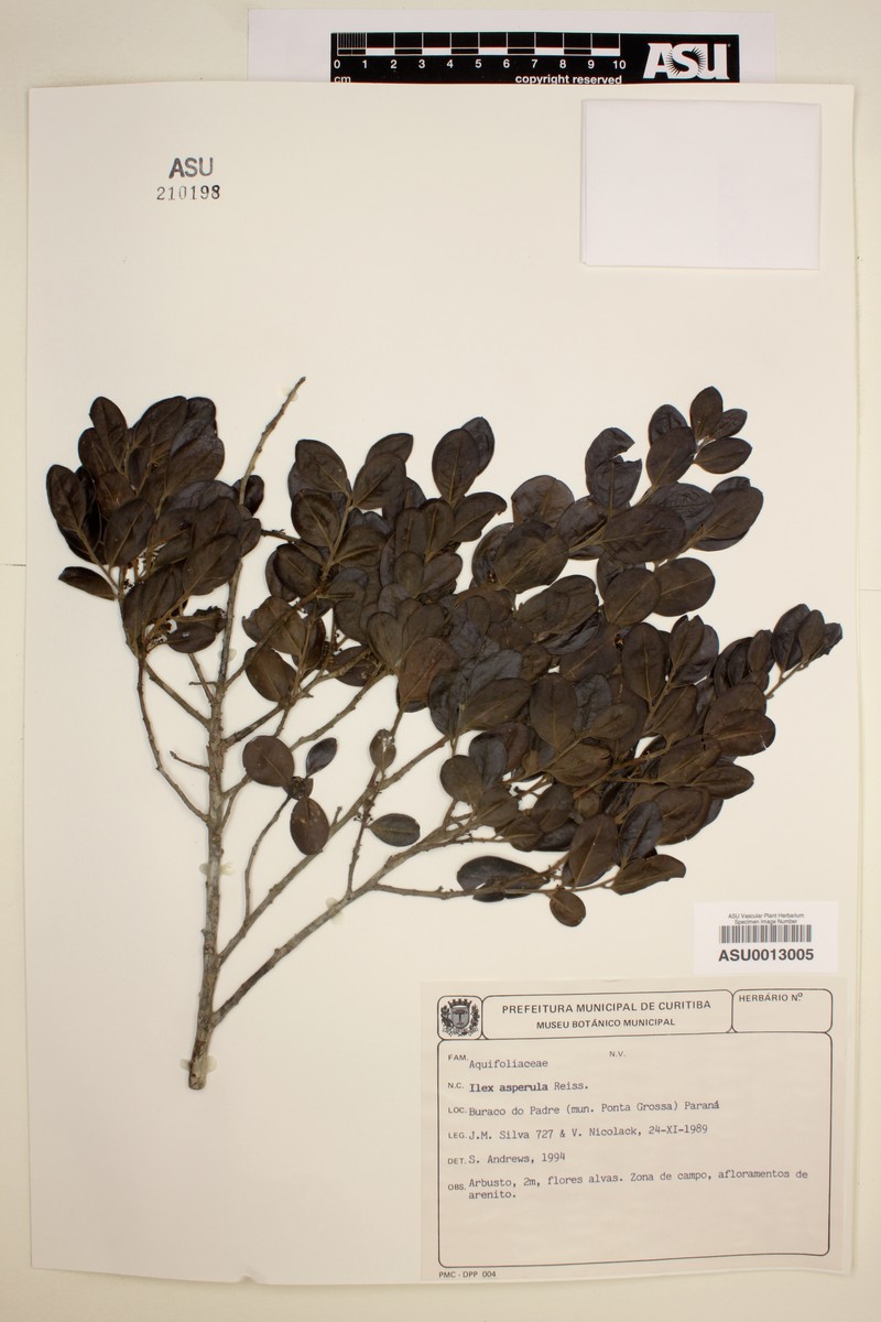 Ilex asperula photo 5